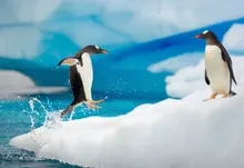 ice nature birds animals jumping penguins gentoo water body 1920x1200 wallpaper Art HD Wallpaper